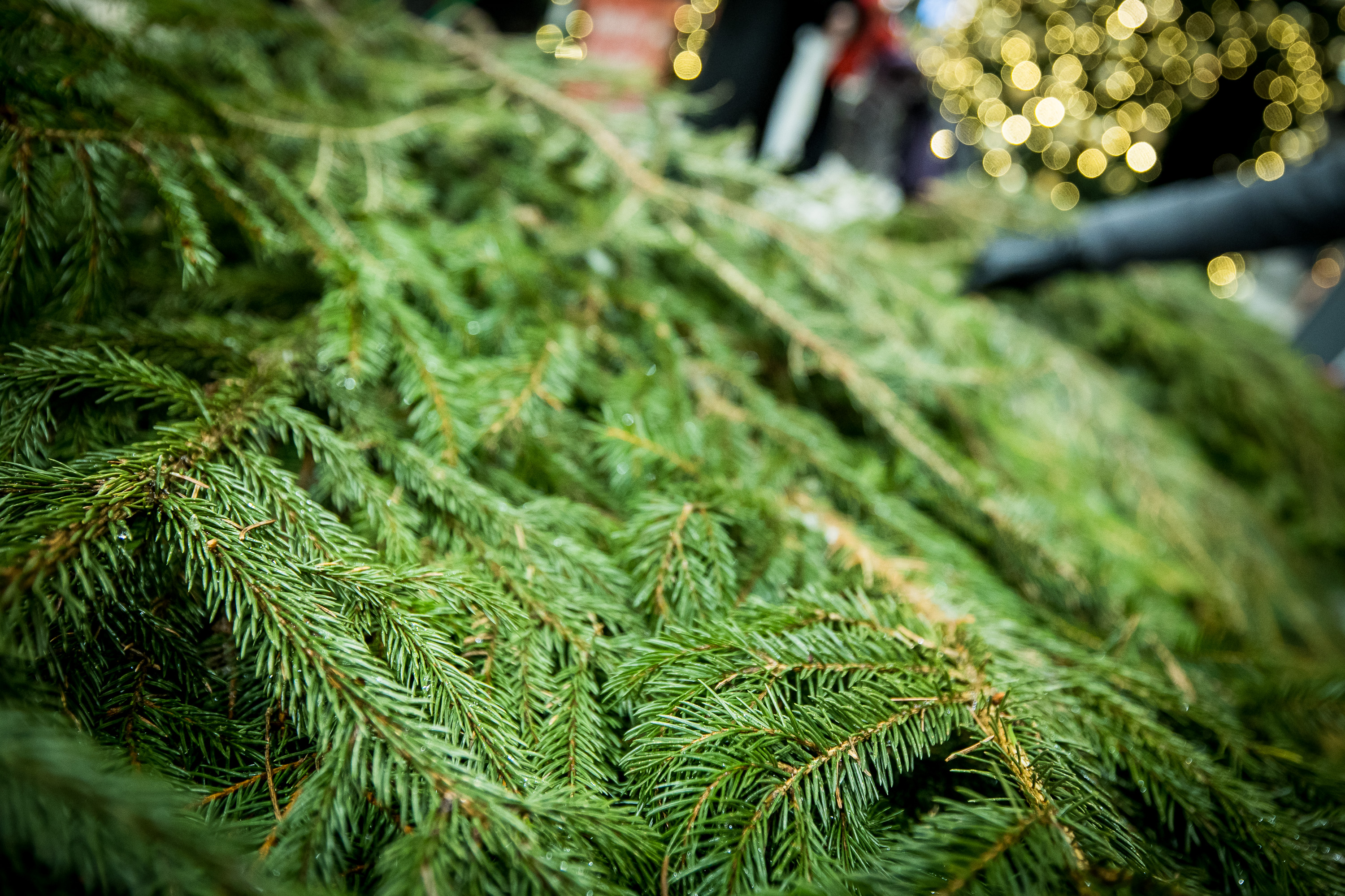 Miškininkai nemokamai dalins eglių ir pušų šakas visoje Lietuvoje – sužinokite, kur ir kada