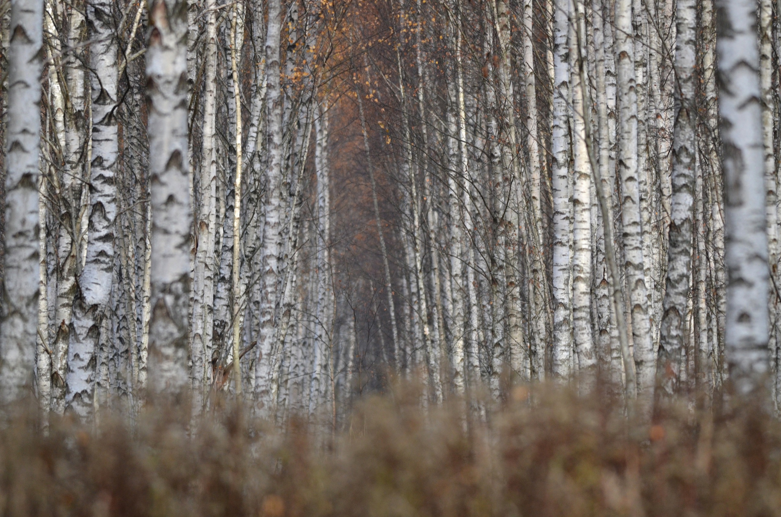 Sulos sezonas: 4 taisyklės, kaip leisti, ir miškininkų įspėjimas apie 1 kritinę klaidą – dėl jos medis tiesiog nudžius
