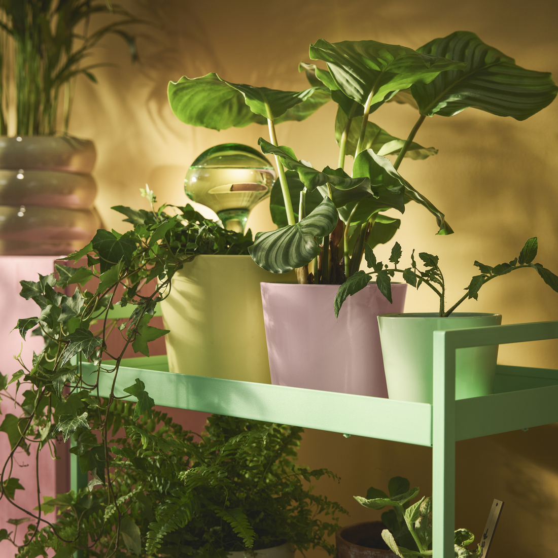 Palangės nebegelbsti? Interjero dizainerė patarė, kaip sutalpinti visus sodinukus ir nepaversti namų šiltnamiu