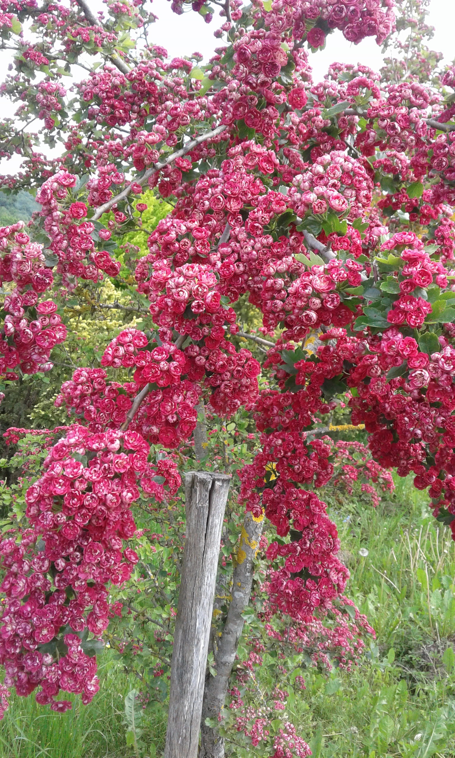Medelyno vadovė pristatė 2026 m. absoliutų favoritą ir įvardijo klaidą, dėl kurios sodinukai neprigyja